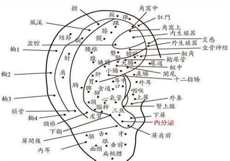 耳 痣|耳朵痣的位置与命运图解大全